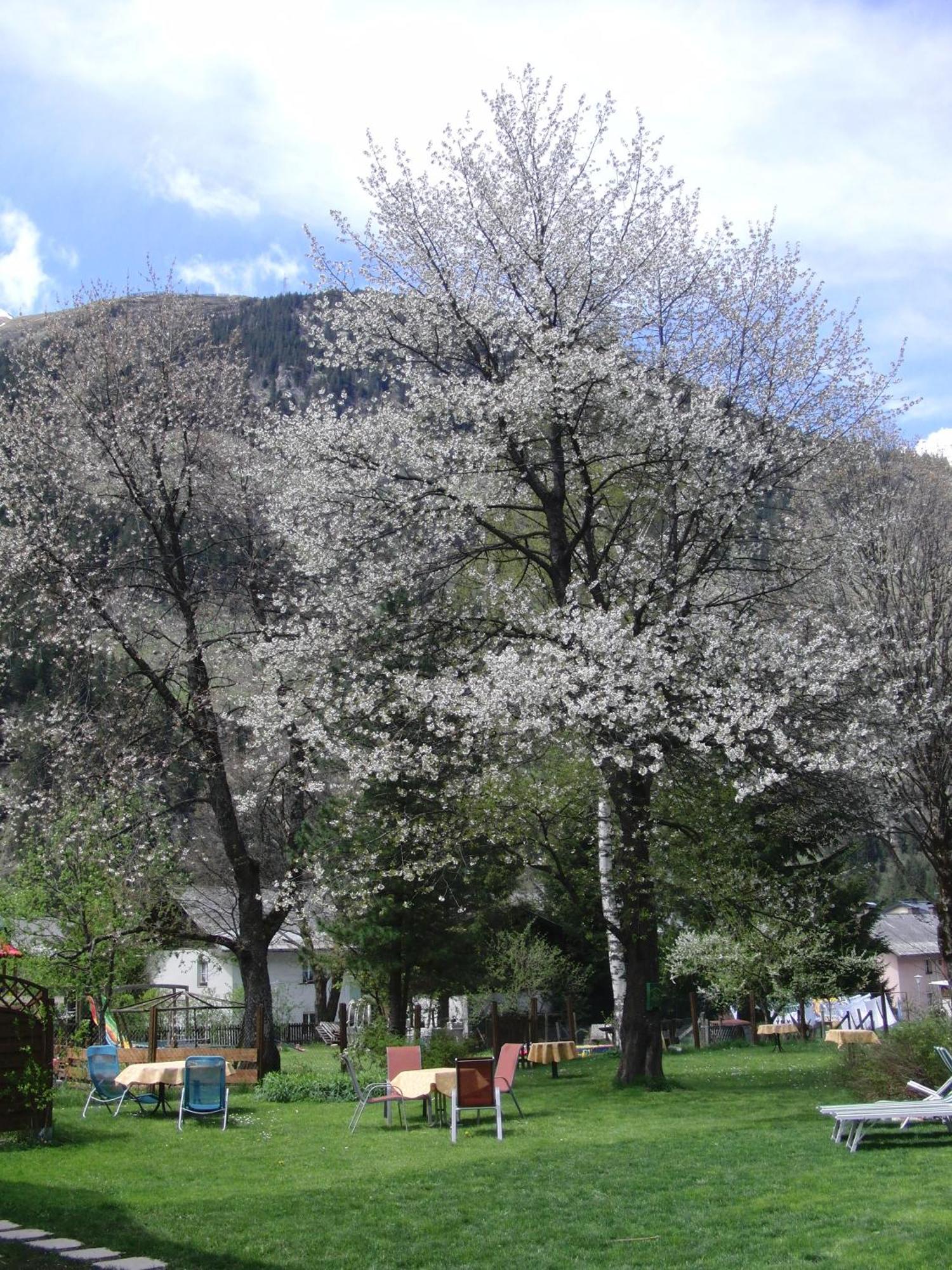 Grubers, Hotel Appartments Gastein บาดกัสไตน์ ภายนอก รูปภาพ